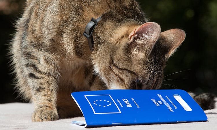 pasaporte europeo gato