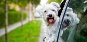 viajar con perro en coche y limpiarlo después